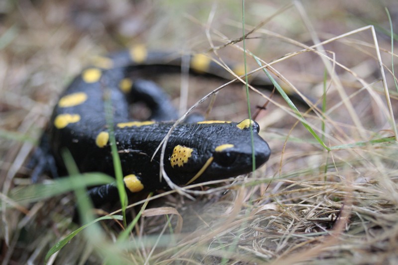 salamandra pezzata